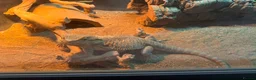 Bearded Dragon reptiles for sale: x2 male beared dragons  in Newcastle - Advert 8