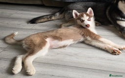 Siberian Husky dogs for sale: Please read! 2 siberian husky puppies for sale - Image 3