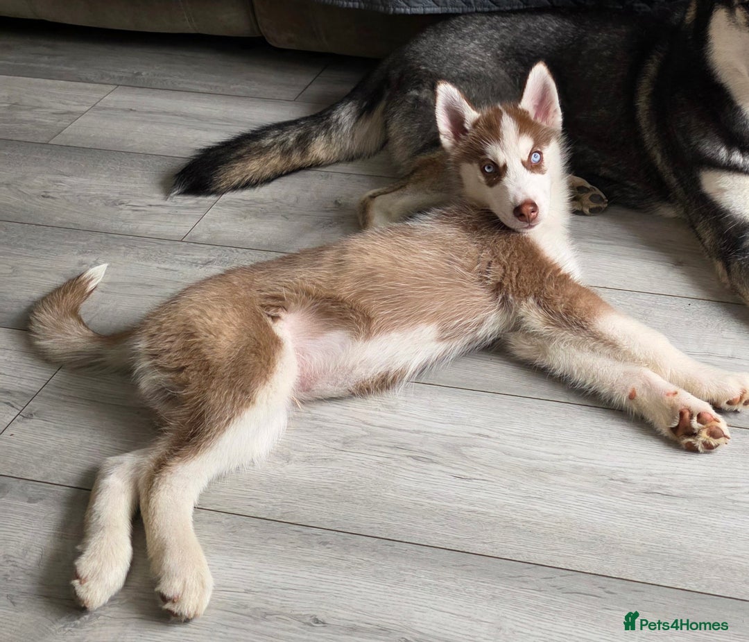 Siberian Husky dogs for sale: Please read! 2 siberian husky puppies for sale - Image 3