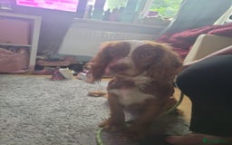 Sprocker dogs for sale: 3 sprockers x springer  pups  - Image 9