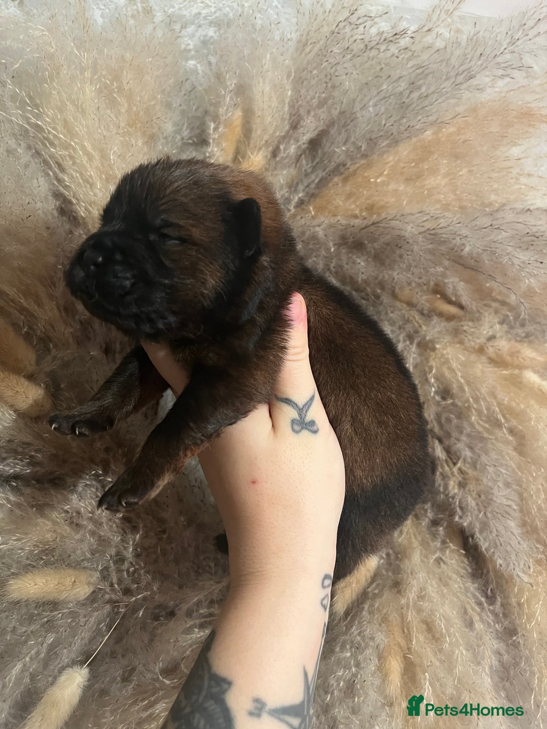 Chow Chow dogs for sale: Chow chow pups - Image 6