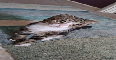 Scottish Fold cats - Advert 9