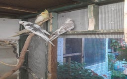 Cockatiels birds for sale:  cockatiels for sale  - Image 3