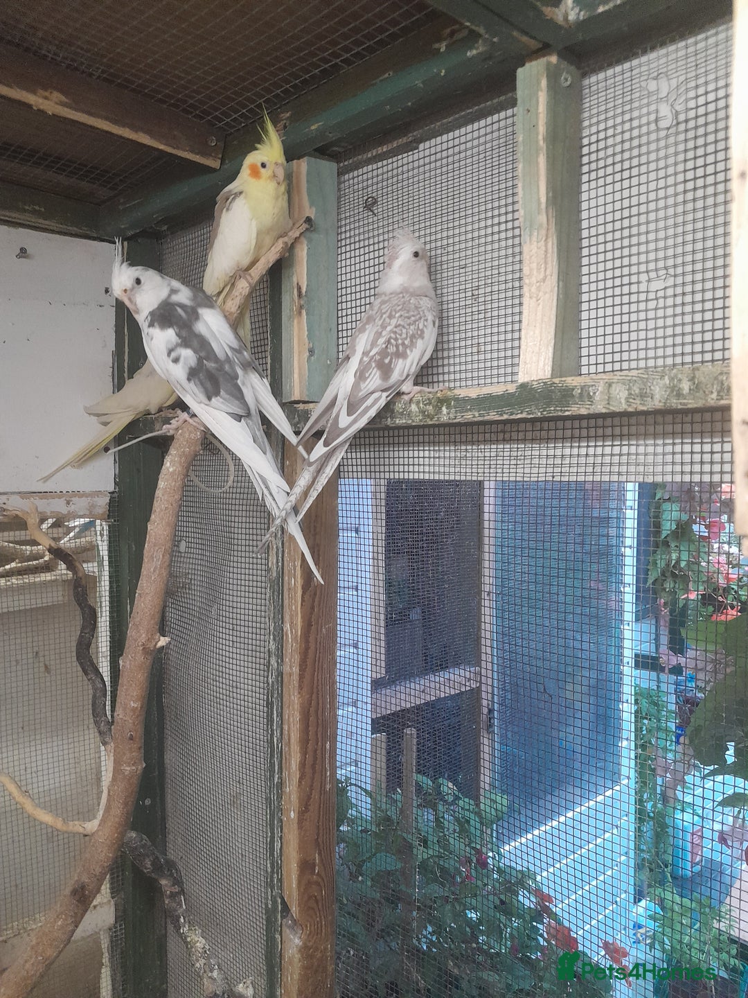Cockatiels birds for sale:  cockatiels for sale  - Image 3