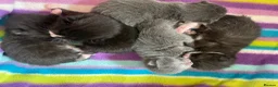 British Shorthair cats for sale: Beautiful half British shorthair in Godalming - Advert 17