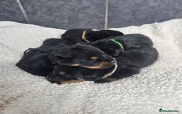 Rottweiler dogs for sale: Stunning Rottweiler puppy’s  - Image 5