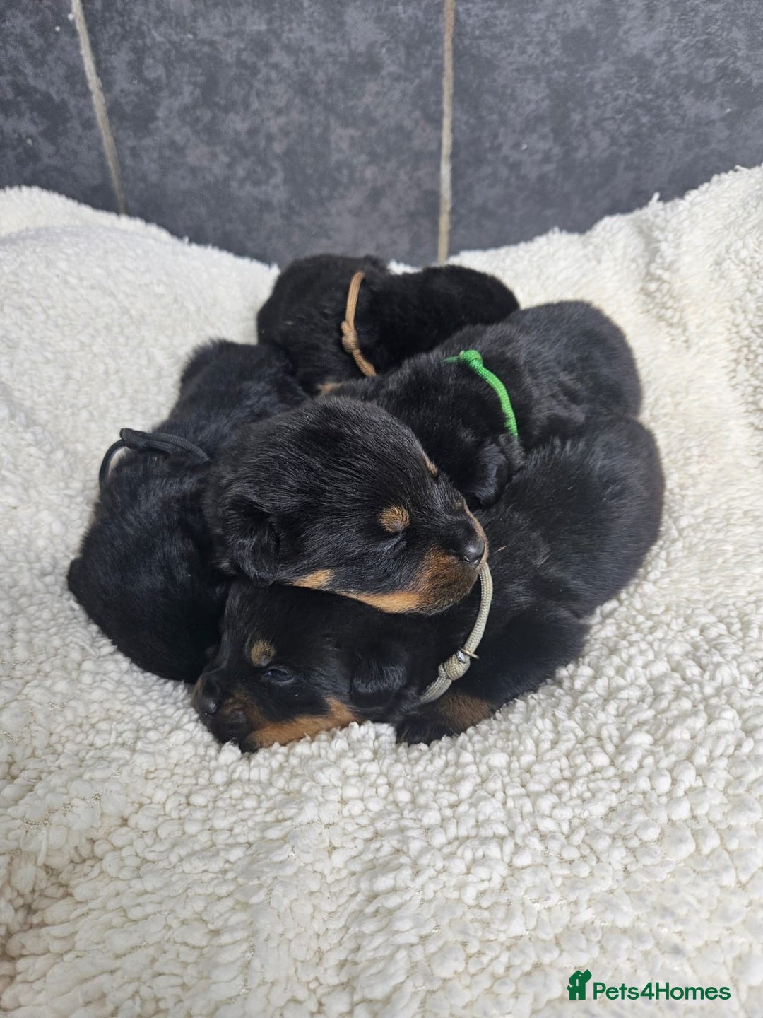 Rottweiler dogs for sale: Stunning Rottweiler puppy’s  - Image 5