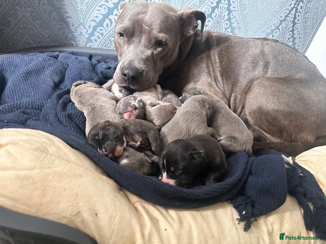 Mixed Breed dogs for sale: Staffy mix Puppies  in Glasgow - Advert 3
