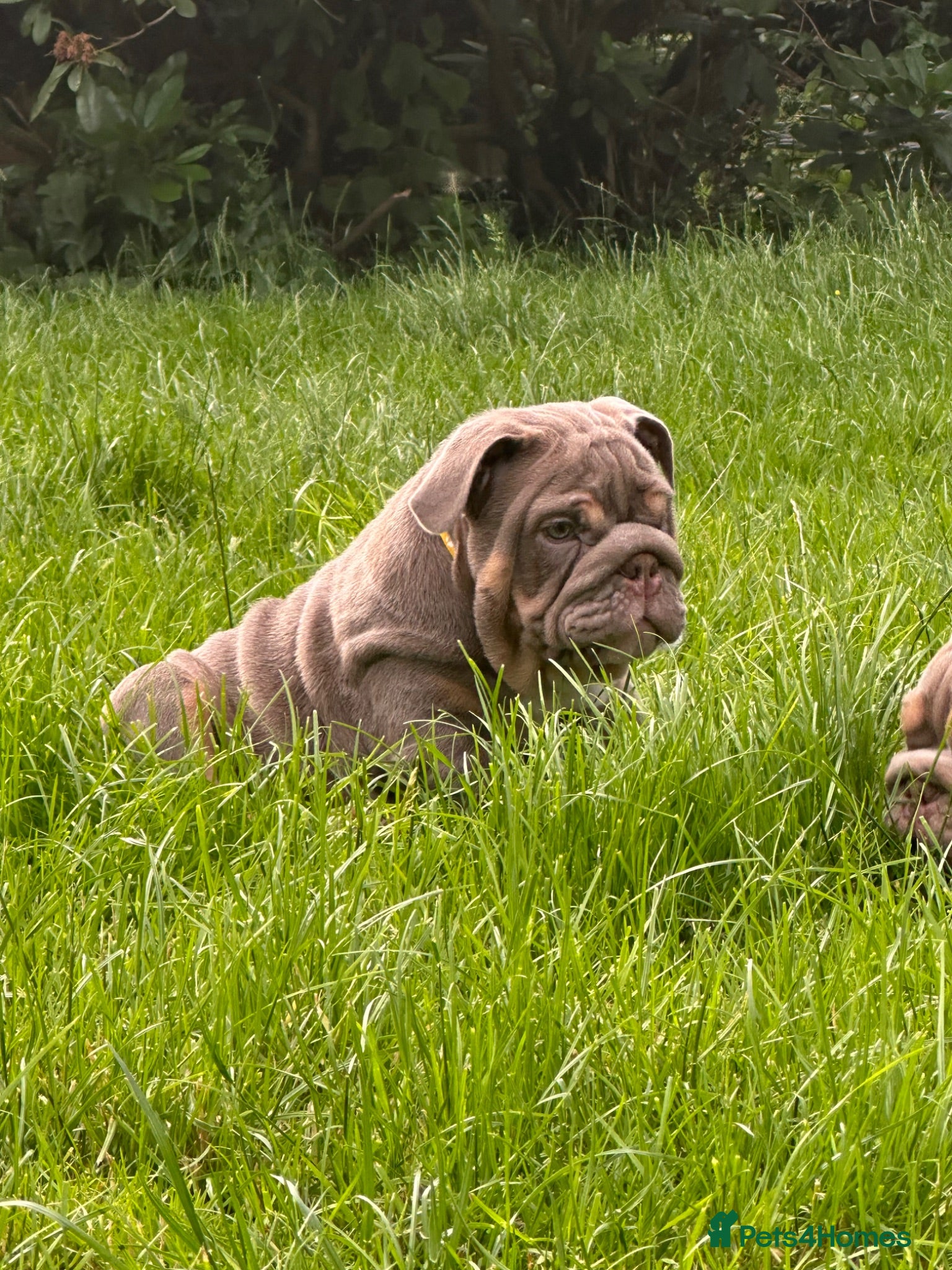 English Bulldog dogs Premium KC Registered English Bulldog Puppies   - Advert 1
