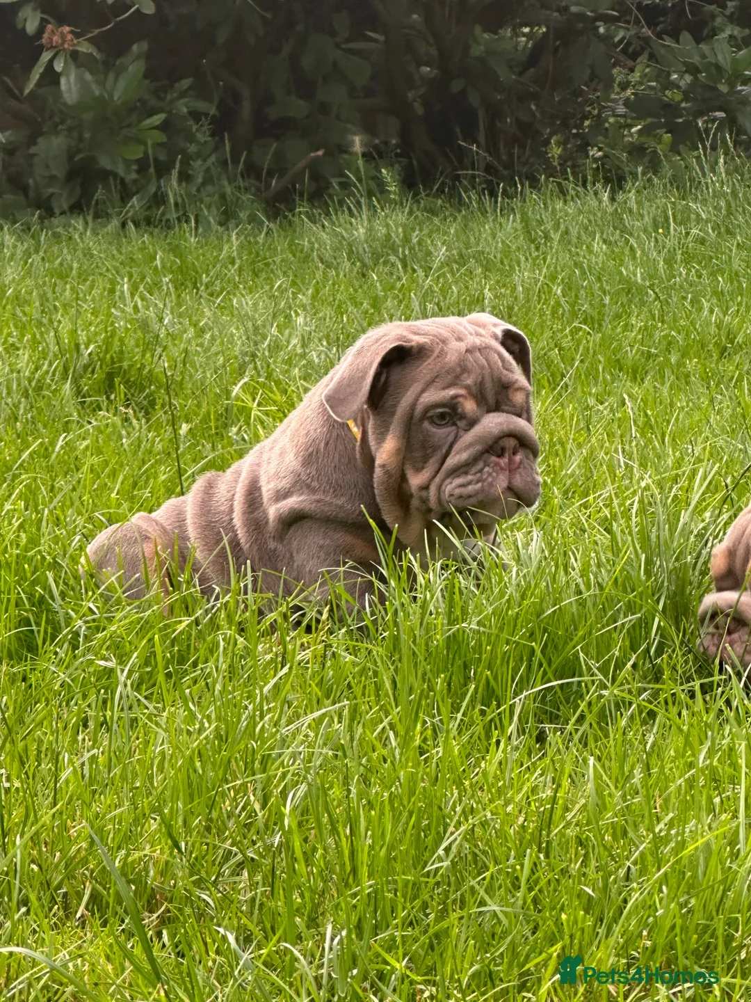 English Bulldog dogs for sale: Premium KC Registered English Bulldog Puppies   - Advert 2