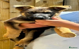 German Shepherd dogs for sale: Awesome Male Kennel Club Reg’d GSD Pups  in Sturminster Newton - Image 12