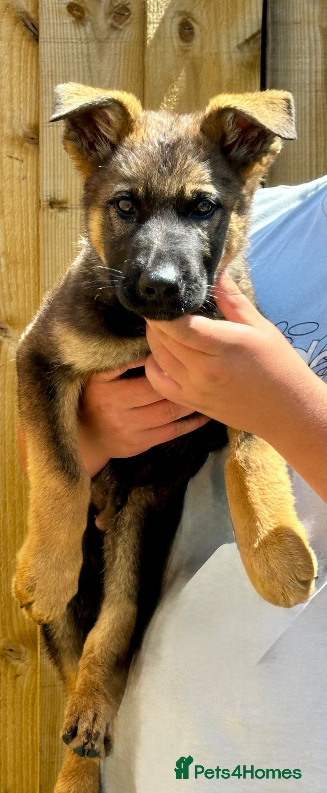 German Shepherd dogs for sale: Awesome Male Kennel Club Reg’d GSD Pups  in Sturminster Newton - Image 12