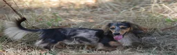 Miniature Dachshund dogs for stud: Miniature dachshund stud  - Advert 1