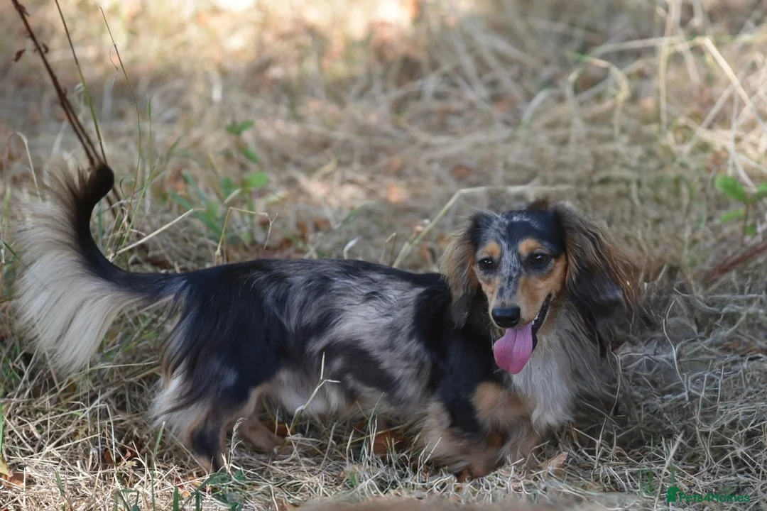 Miniature Dachshund dogs for stud: Miniature dachshund stud  - Advert 1