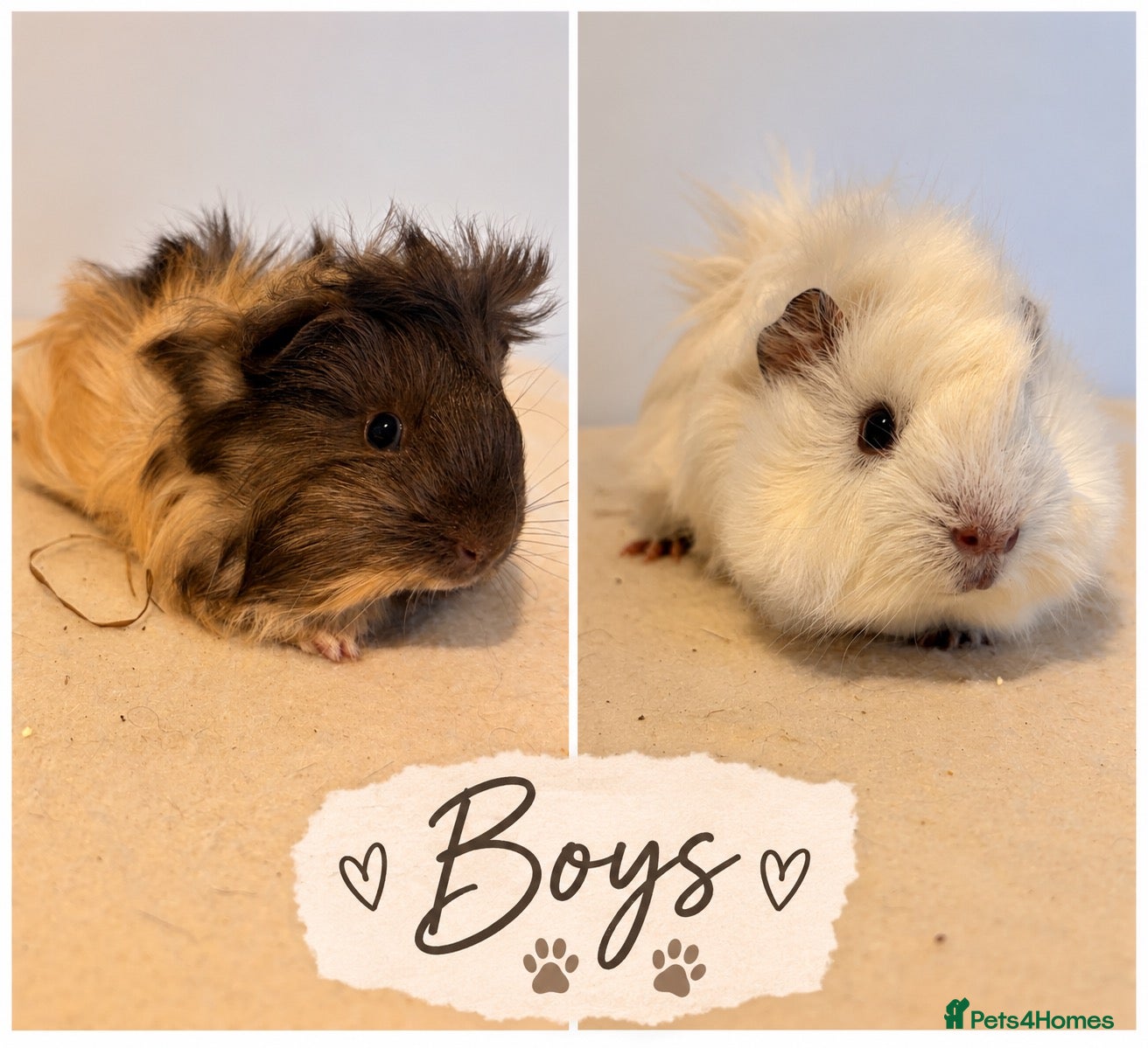 Guinea Pig rodents Guineapig pairs available (Priced per pair) - Advert 11