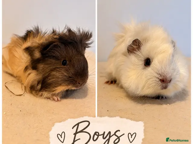 Guinea Pig rodents for sale: Baby Guineapig ready now - Advert 1