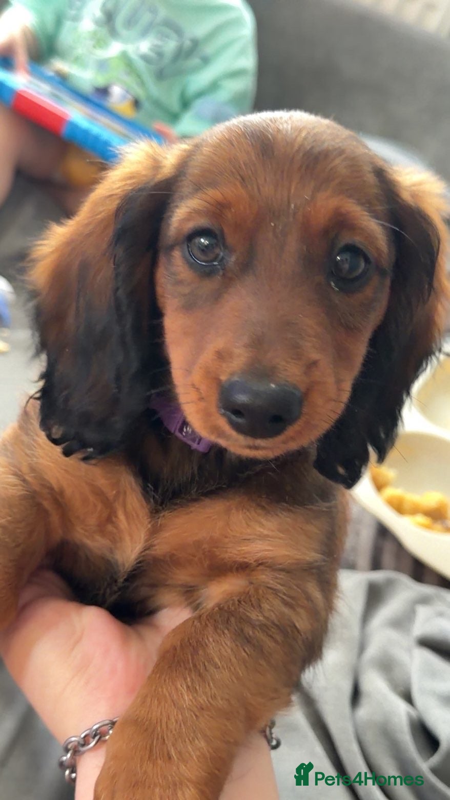 Miniature Dachshund dogs stunning miniature dachshund - Advert 13