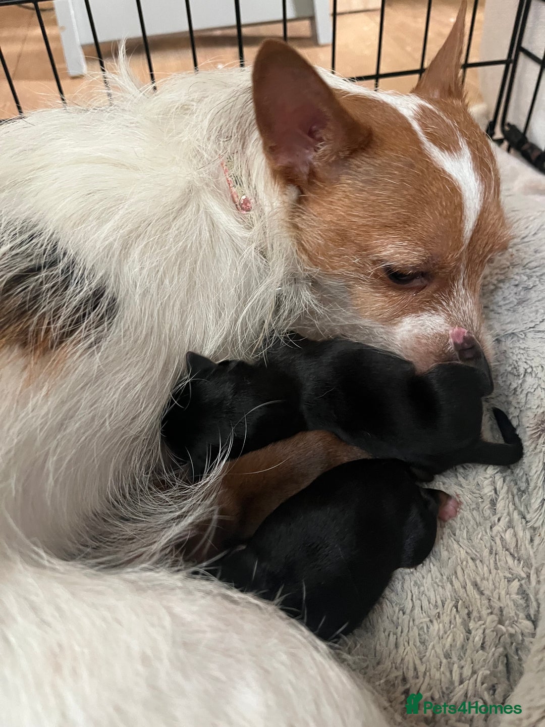 Mixed Breed dogs for sale: Jackawawa puppies - Image 9