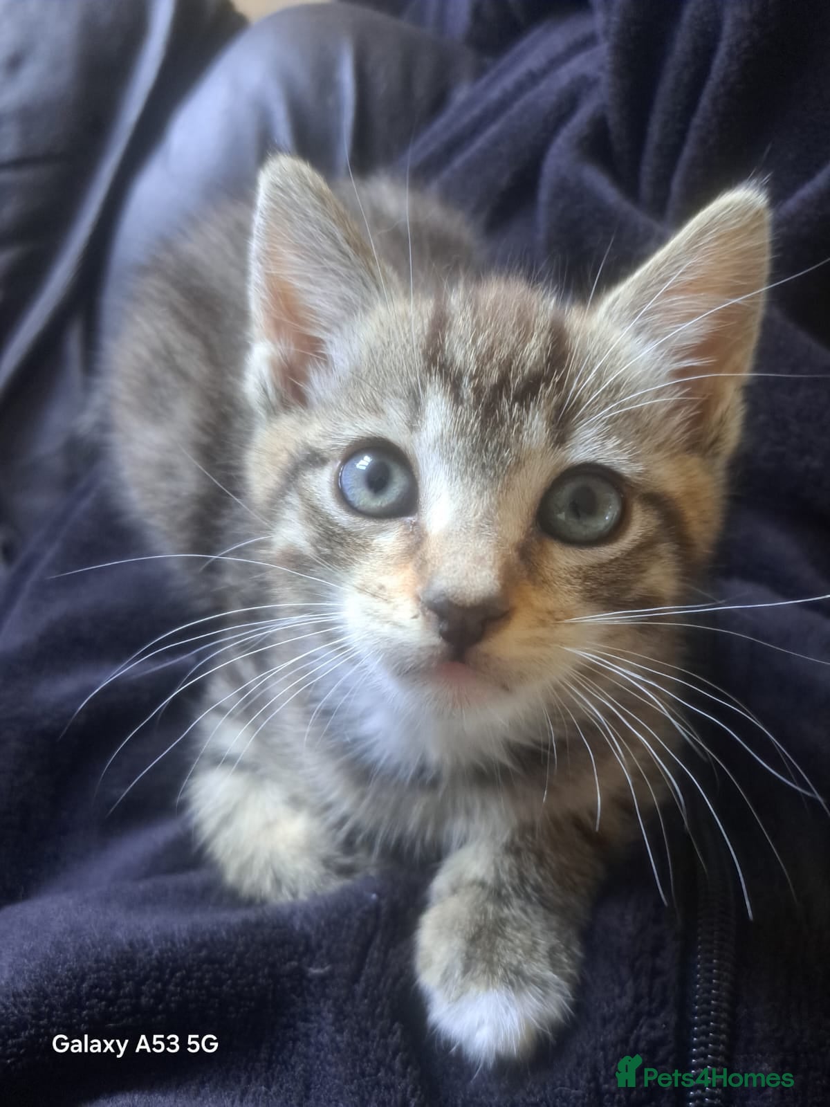 Mixed Breed cats 2 beautiful boys 🐾 - Advert 4