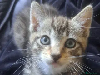 Mixed Breed cats 2 beautiful boys 🐾 - Advert 1