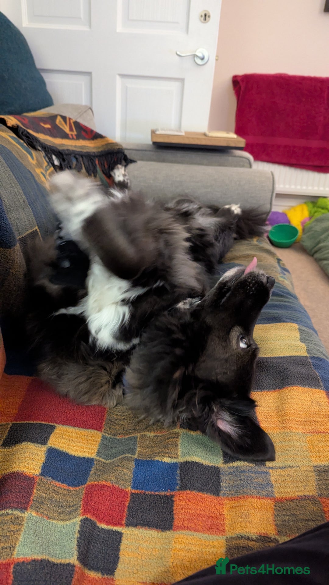 Mixed Breed dogs for adoption: Ruskin - 8 years old, Female, Mixed Breed - Advert 7