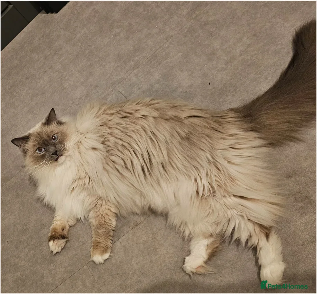 Ragdoll cats for sale: Loving Indoor Companion - Advert 1
