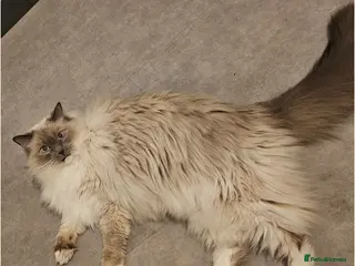 Ragdoll cats Loving Indoor Companion - Advert 3