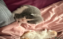 British Longhair cats for sale: 4 beautiful fluffy kittens  - Image 2