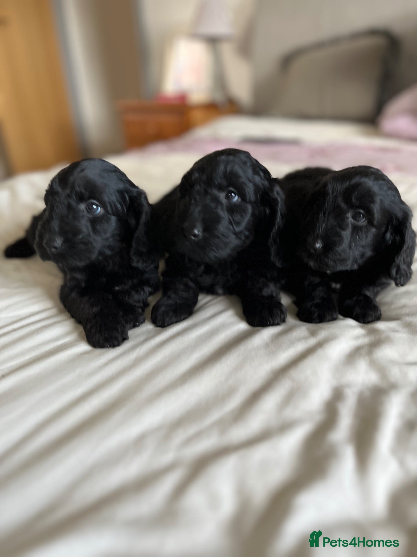 Cockapoo dogs for sale: 1 male and 2 females left. F1 cockapoo puppies - Advert 1