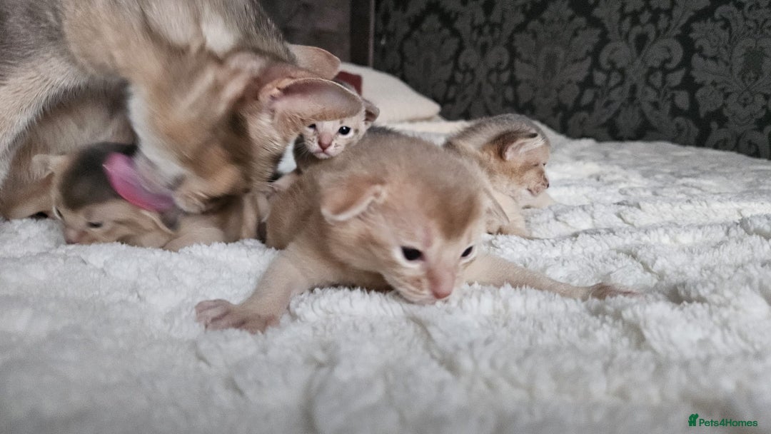 Abyssinian cats for sale: Abyssinian  - Advert 36