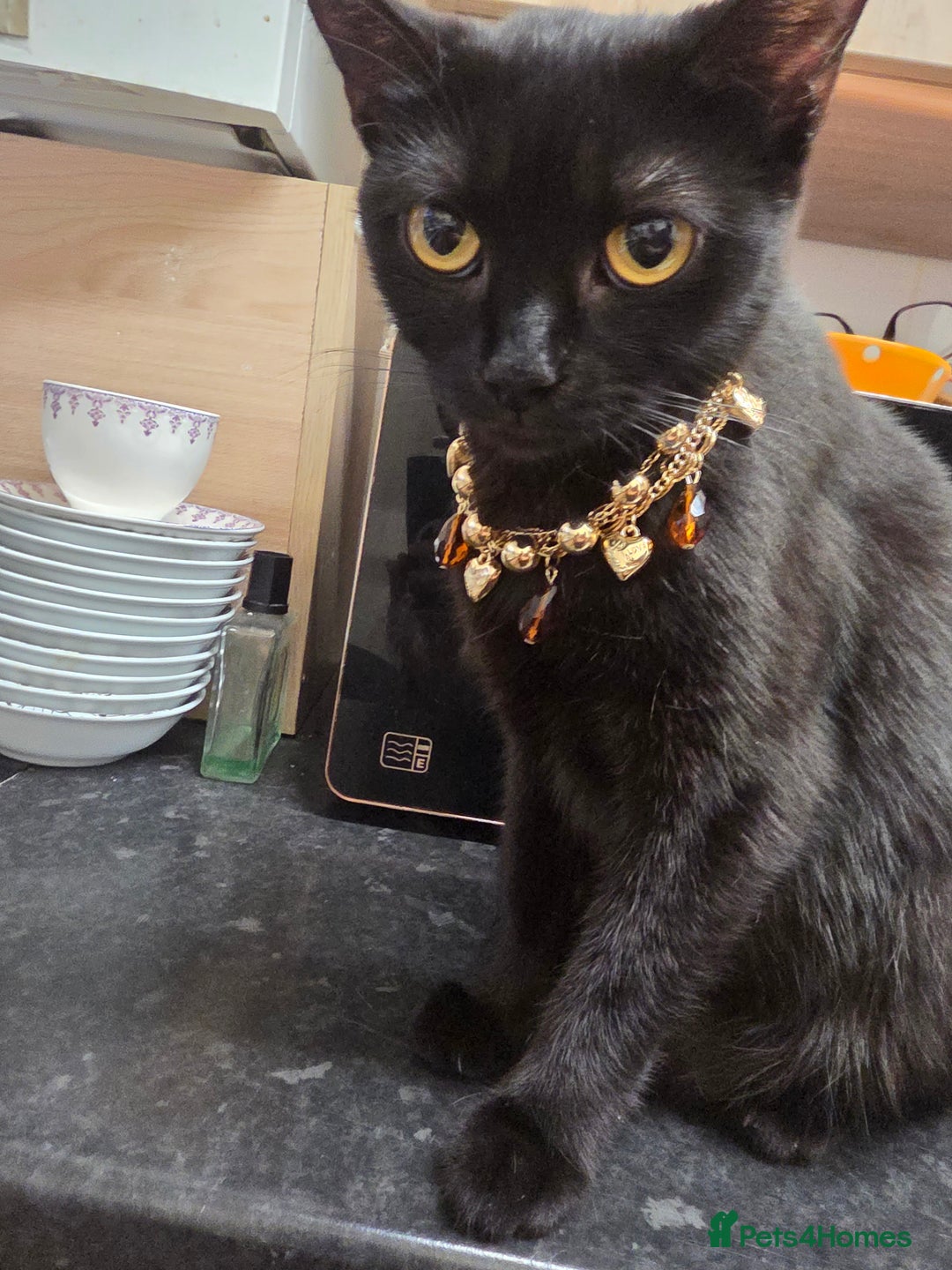 Mixed Breed cats for sale: Kittens - Advert 2