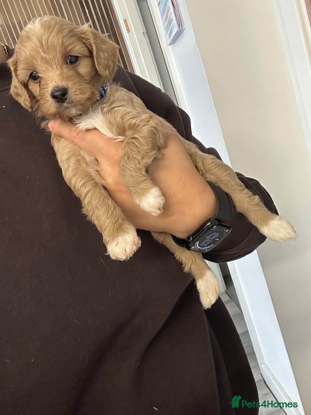 Cavapoo dogs for sale: Amazing quality litter of F1B Cavapoos  - Advert 10