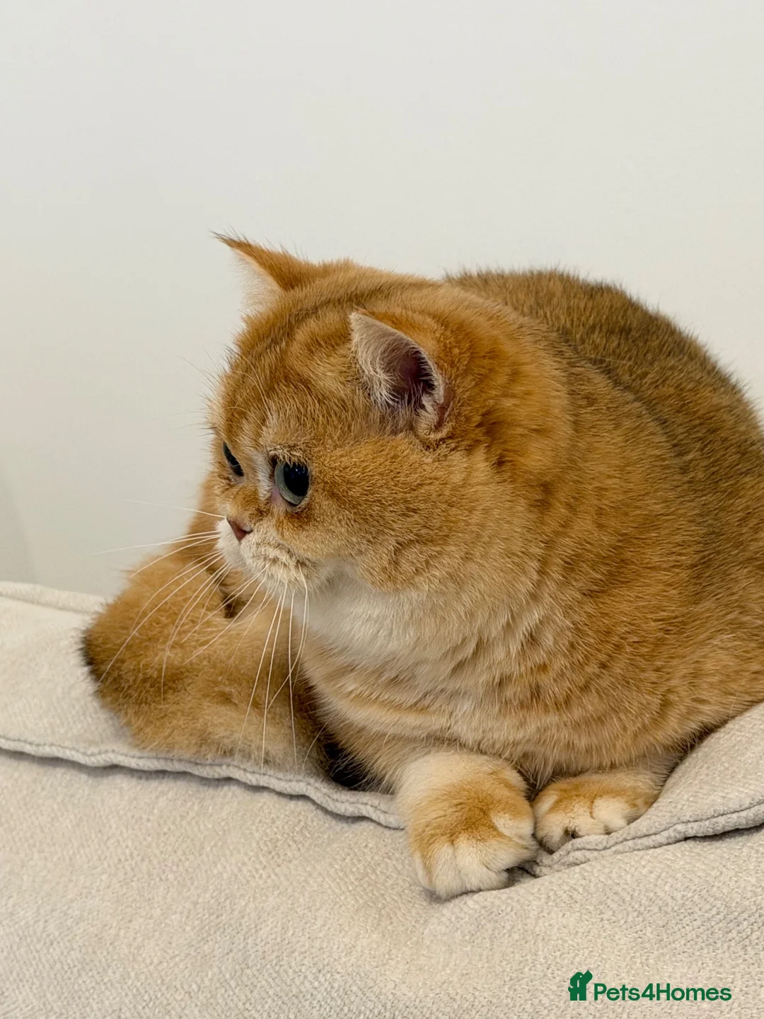 British Shorthair cats for sale: Active British Shorthair Female  - Advert 2