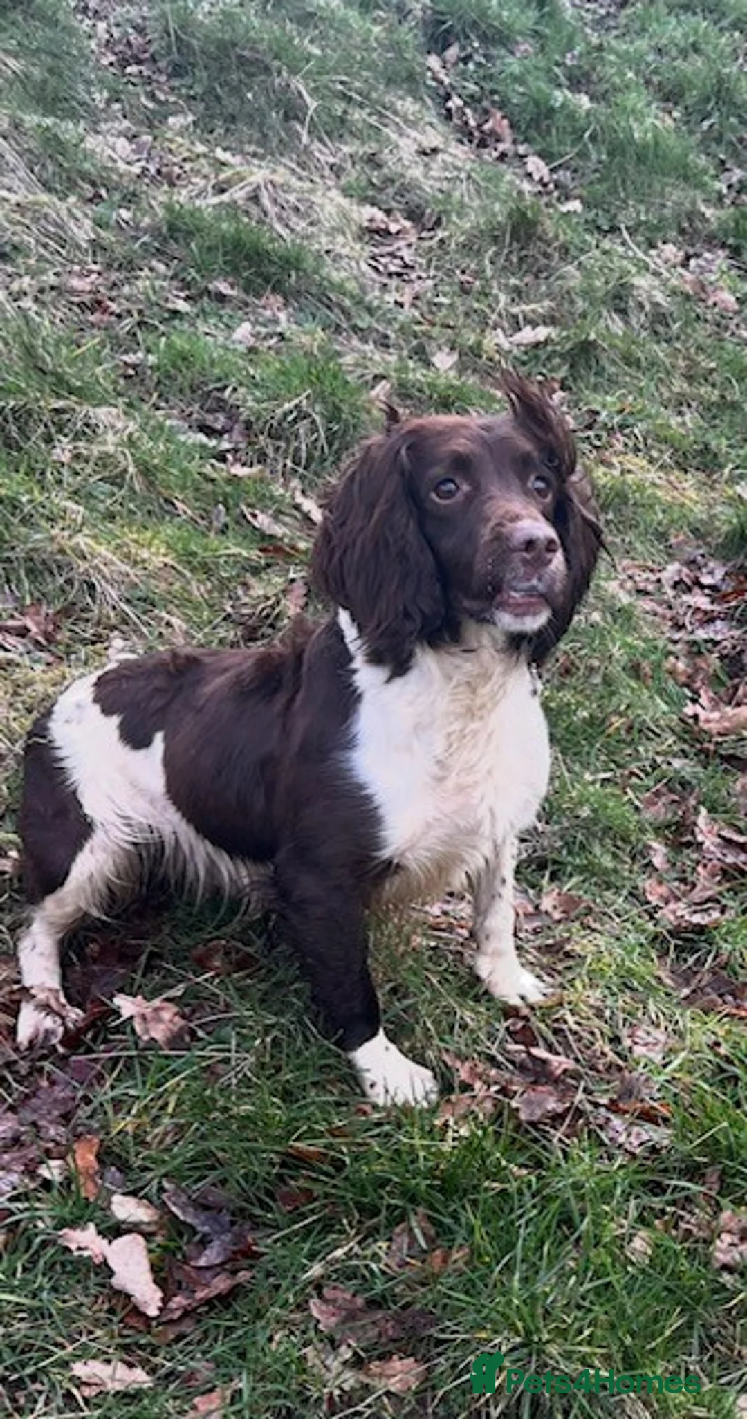 English Springer Spaniel dogs for sale: 5 Year old ESS Female - Advert 1