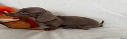 Dachshund dogs for sale: Mini smooth coat dachshunds  - Advert 4