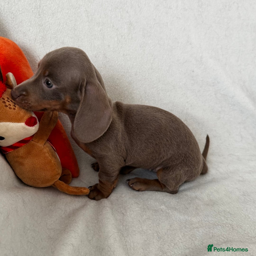 Dachshund dogs for sale: Mini smooth coat dachshunds  - Advert 4