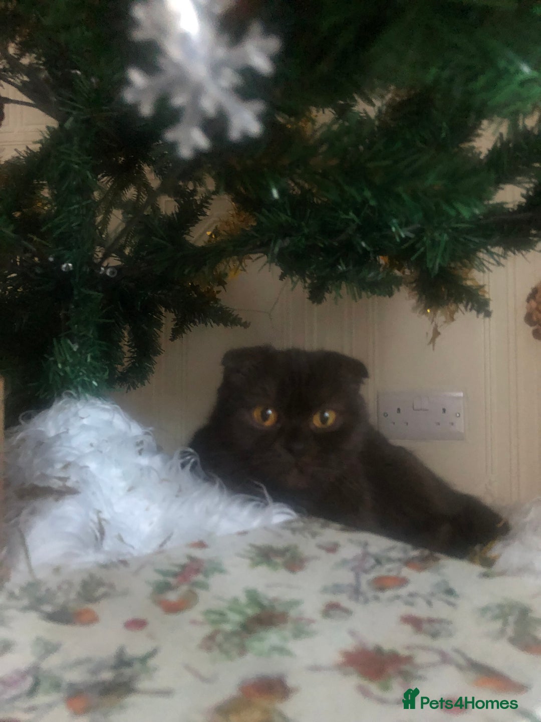 Scottish Fold cats for sale: 🐾 Rare Chocolate Beauty in Edinburgh 🏡 - Advert 6