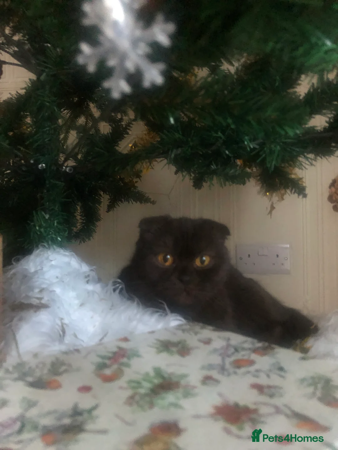 Scottish Fold cats for sale: 🐾 Rare Chocolate Beauty in Edinburgh 🏡 - Advert 6