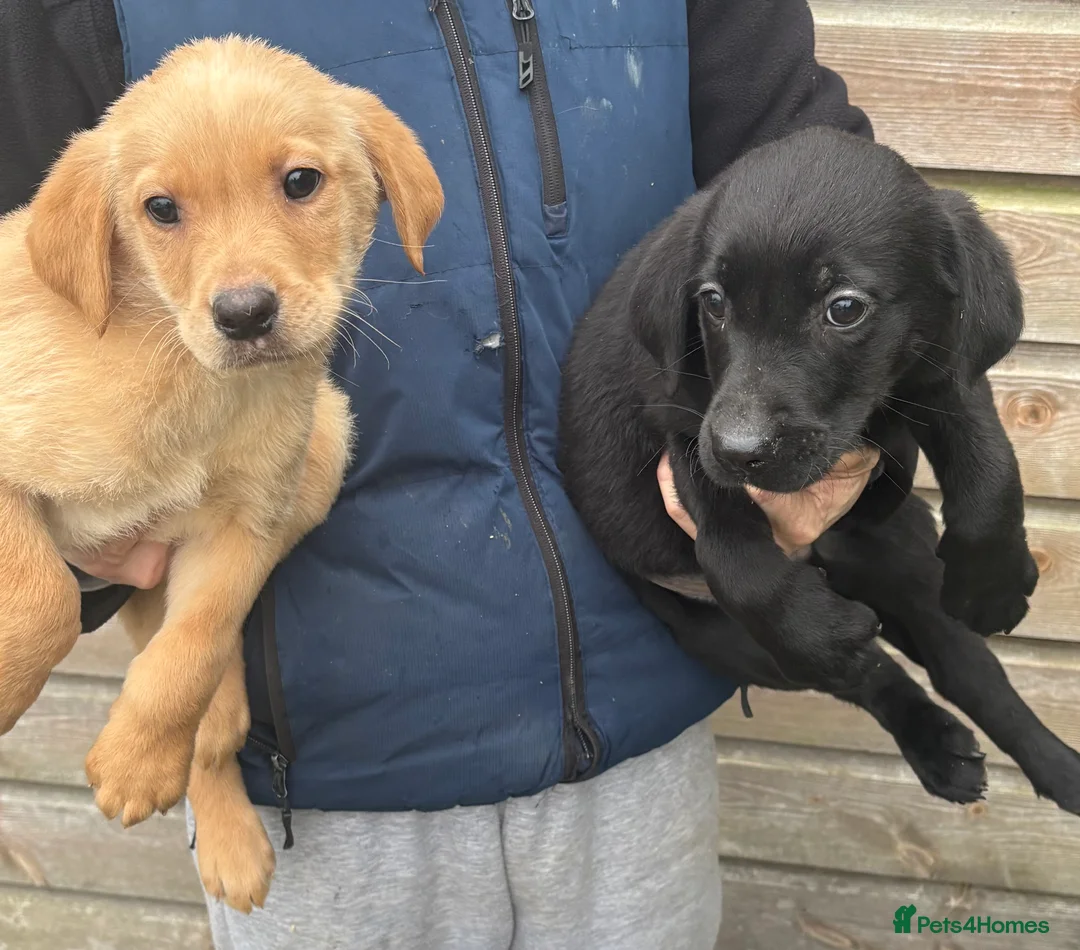 Labrador Retriever dogs for sale: Labrador puppys  - Advert 5