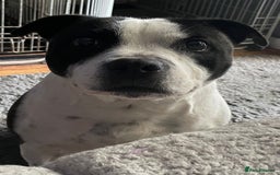 Staffordshire Bull Terrier dogs for sale: A litter of stunning Reds  - Image 6