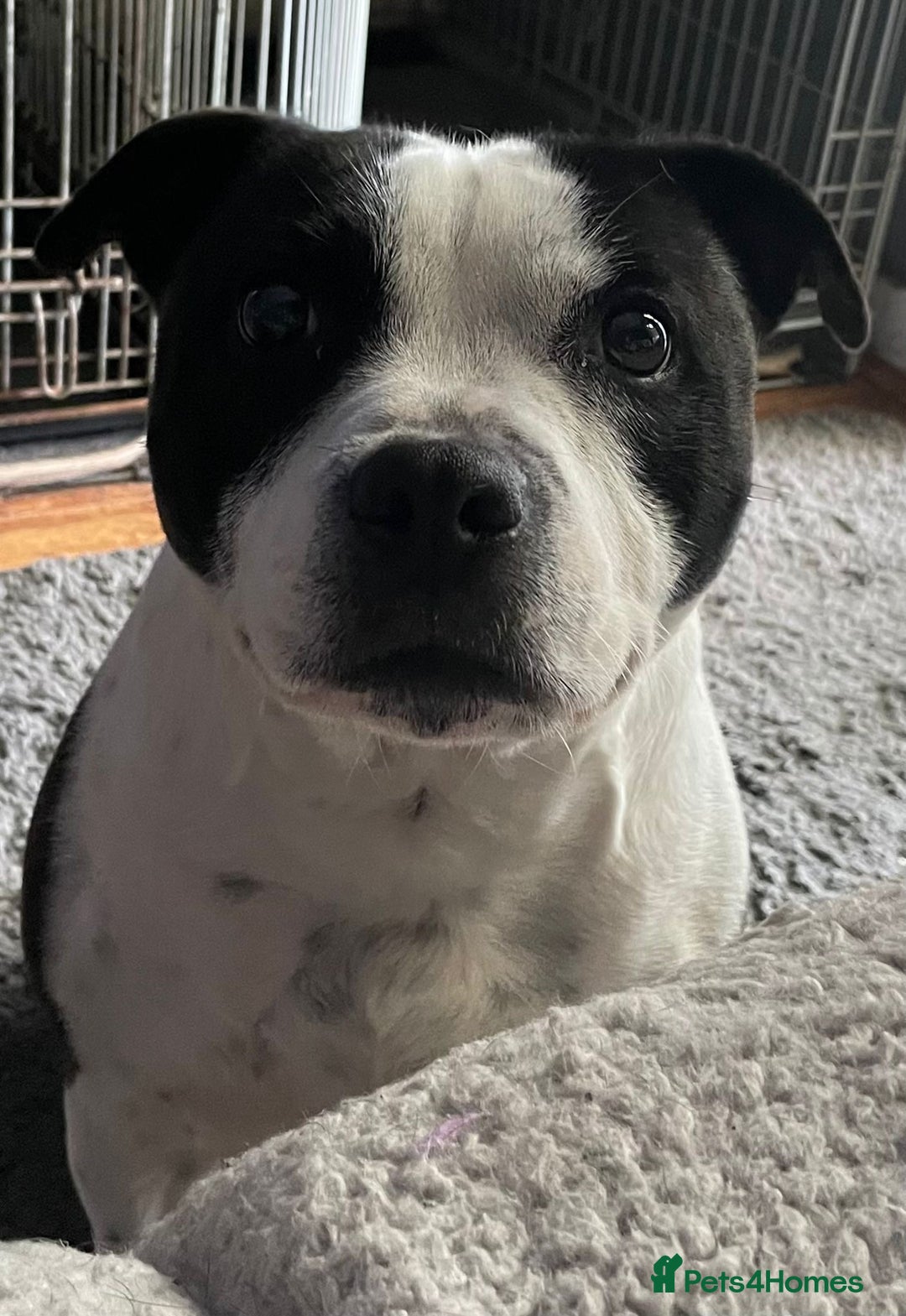 Staffordshire Bull Terrier dogs for sale: A litter of stunning Reds  - Image 6