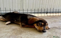 Mixed Breed dogs for adoption: Poppy (Hound/Shepherd mix) - Image 13
