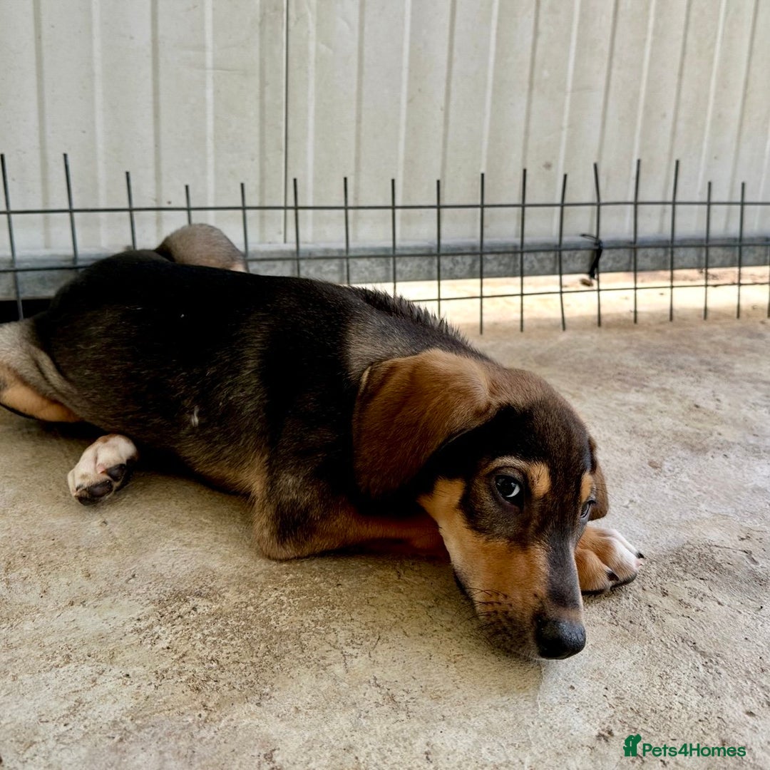 Mixed Breed dogs for adoption: Poppy (Hound/Shepherd mix) - Image 13