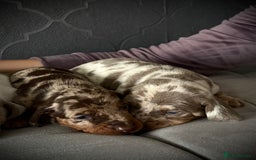 Dachshund dogs for sale: Beautiful daschund puppies looking for new homes🤩 - Image 3