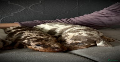 Dachshund dogs - Advert 4