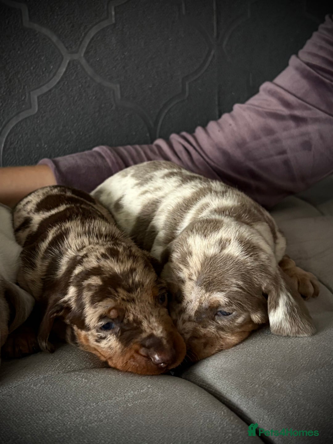 Dachshund dogs for sale: Beautiful daschund puppies looking for new homes🤩 - Image 3