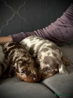 Dachshund dogs - Advert 5