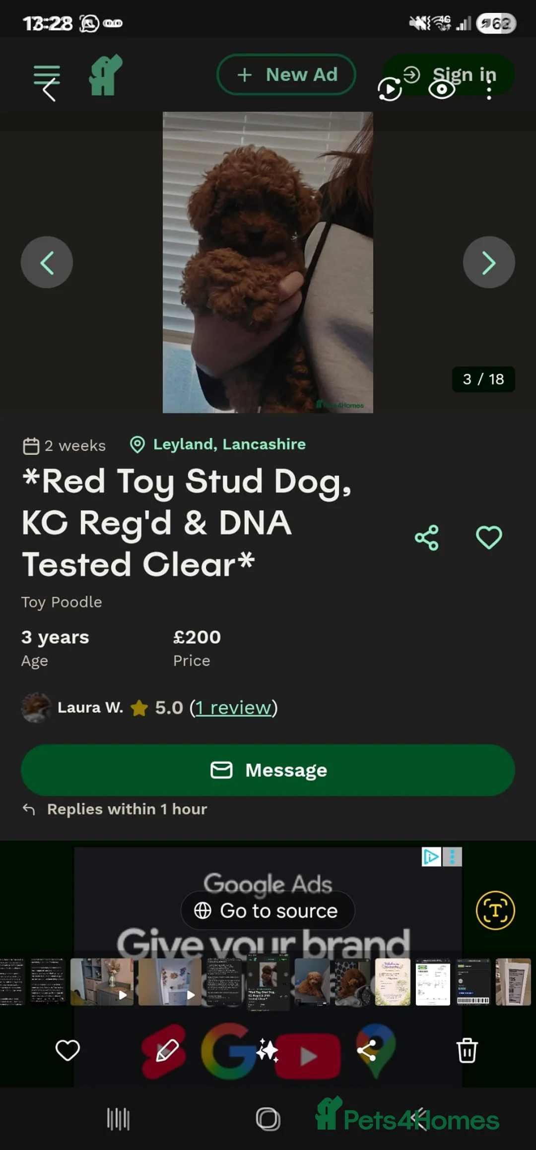 Toy Poodle dogs for sale: Last red toy poodle boy in Blackpool - Advert 5