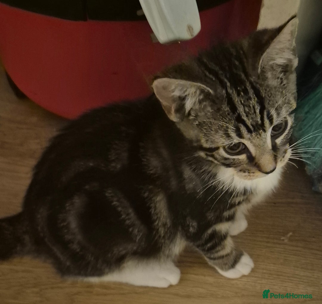 Mixed Breed cats for sale: Kittens ready for new home - Advert 4