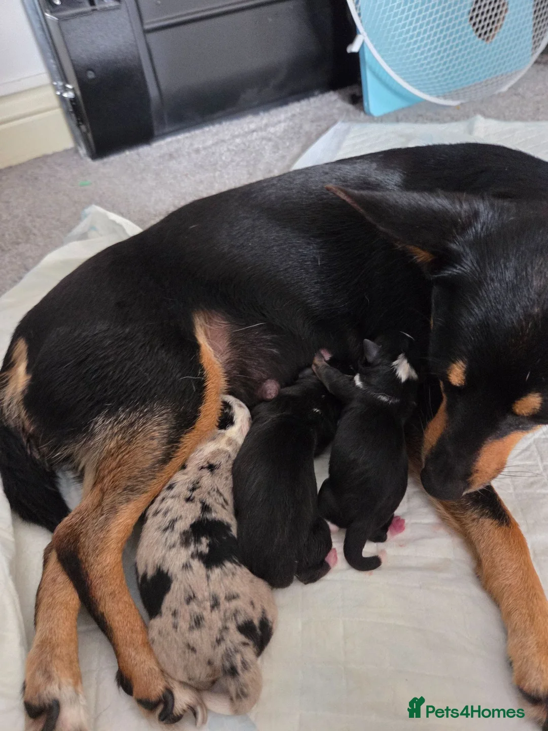 Jack Chi dogs for sale: Chihuahua cross Jack Russel - Advert 6
